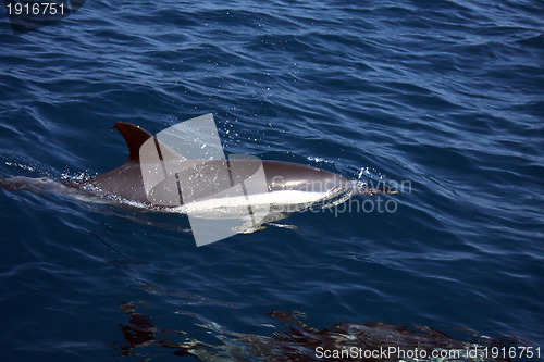 Image of beautiful dolphins in the ocean