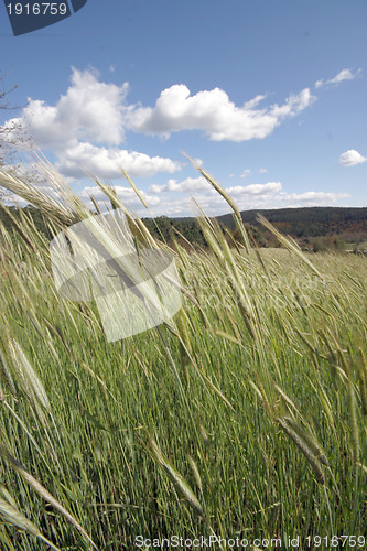 Image of field of rye and sunny day