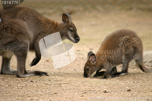 Image of beautiful kangaroo, nature animal photo