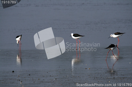 Image of water bird (himantopus himantopus), nature animal photo