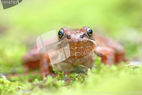 Image of beautiful macro photo of an iberian frog, nature and wildlife of