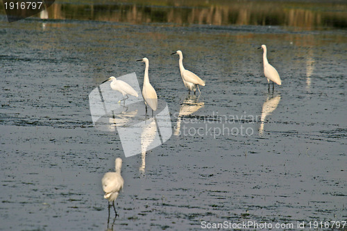 Image of Great White heron, beautiful nature animal photo