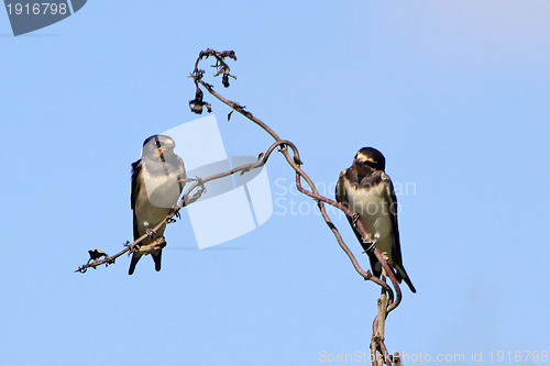 Image of swallows in the spring, nature photo