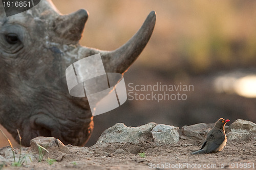 Image of Rhino and tiny bird