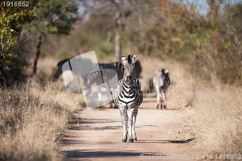 Image of Plains zebra (Equus quagga) profile view