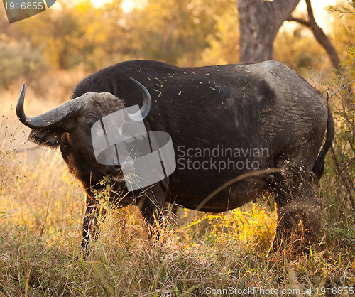 Image of African buffalo