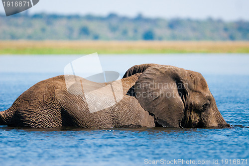 Image of Swimming African bush elephant