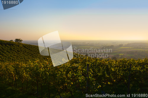 Image of German wine field panorama