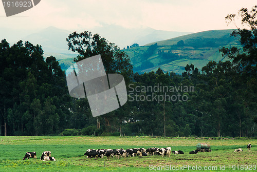 Image of Pasture in Ecuador