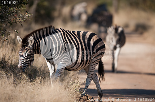 Image of Plains zebra (Equus quagga) profile view