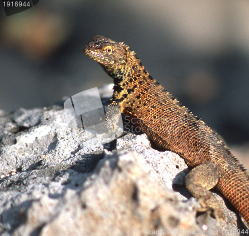 Image of Land Iguana