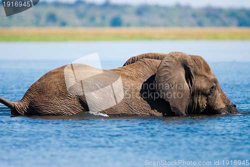 Image of Swimming African bush elephant