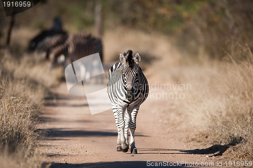 Image of Plains zebra (Equus quagga) profile view