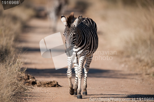 Image of Plains zebra (Equus quagga) profile view