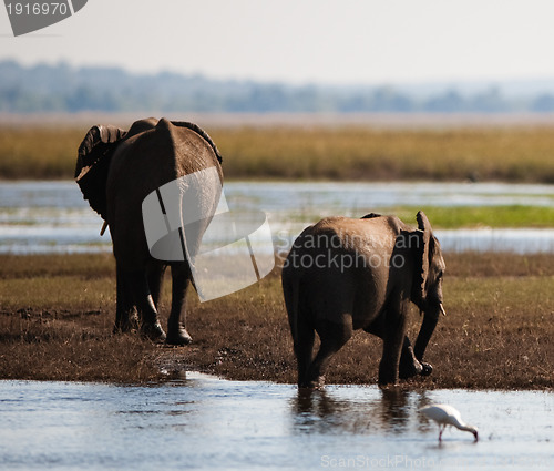 Image of African bush elephant