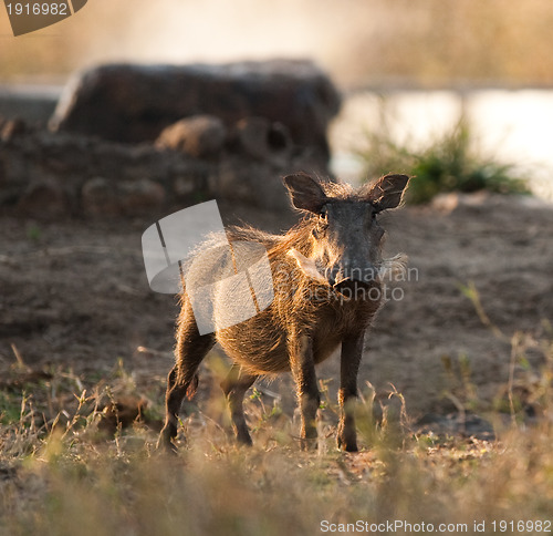 Image of Wild boar