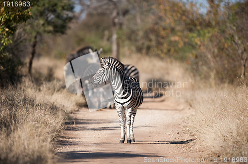 Image of Plains zebra (Equus quagga) profile view