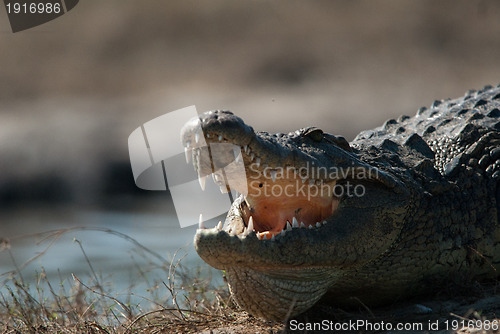 Image of Crocodile baring teeth