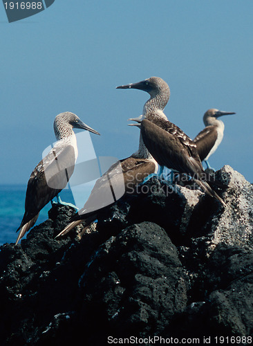 Image of Blue-Footed Boobies