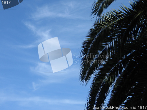 Image of Palm tree skies