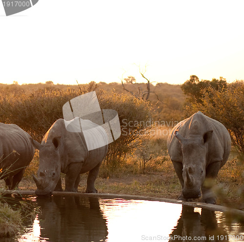 Image of Rhinos at a watering hole