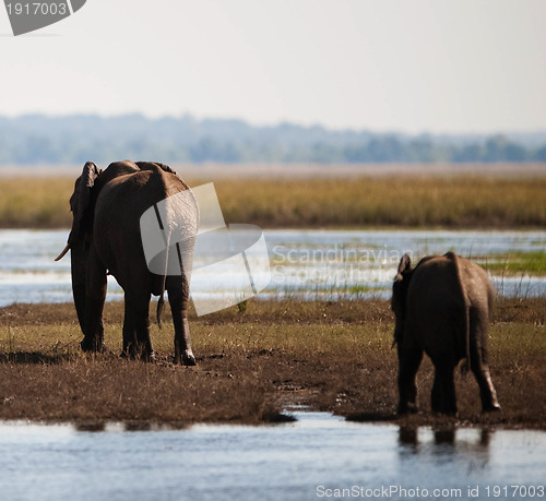 Image of African bush elephant