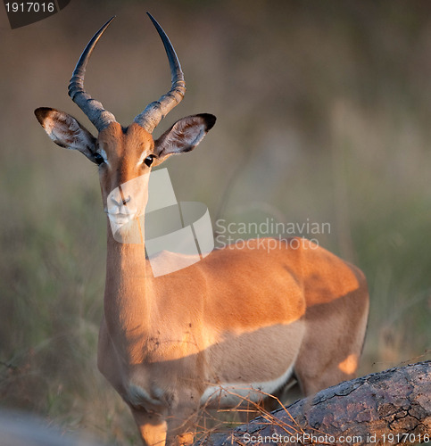 Image of Impala