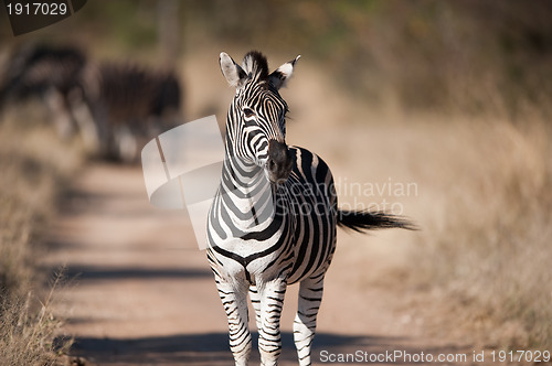 Image of Plains zebra (Equus quagga) profile view