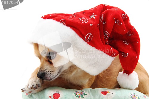 Image of small chihuahua and christmas isolated