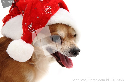 Image of small chihuahua and christmas isolated