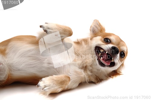 Image of small chihuahua isolated