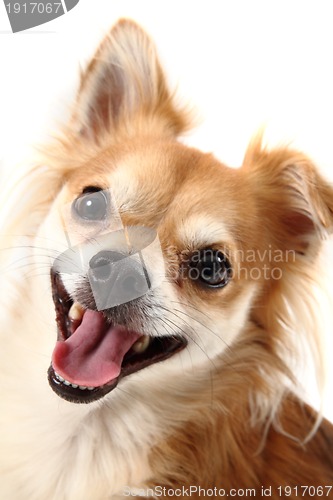 Image of small chihuahua isolated