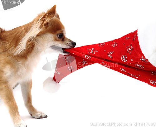 Image of small chihuahua and christmas isolated