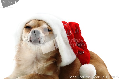 Image of small chihuahua and christmas isolated