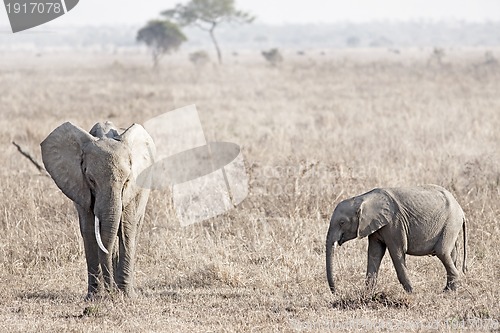 Image of Wild Elephant