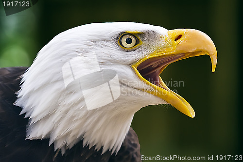 Image of bald eagle. haliaeetus leucocephalus