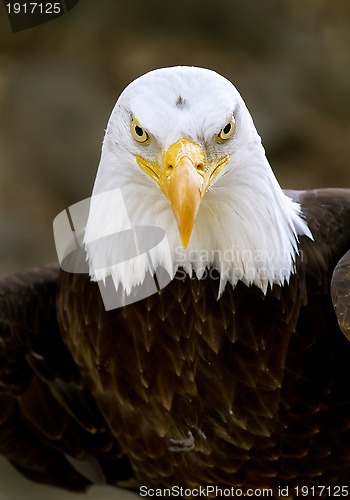 Image of bald eagle haliaeetus leucocephalus