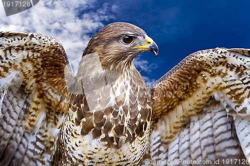 Image of Common Buzzard. Buteo buteo