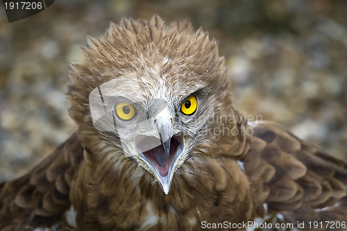 Image of Toed Eagle. Circaetus gallicus