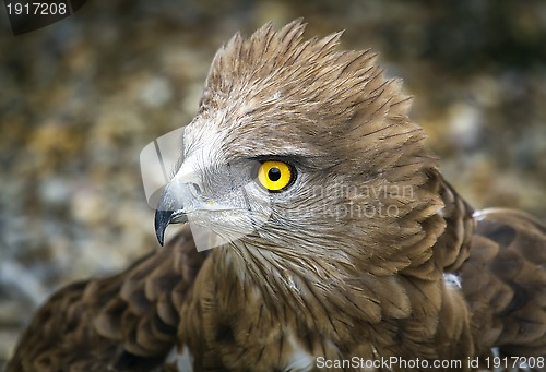 Image of Toed Eagle. Circaetus gallicus