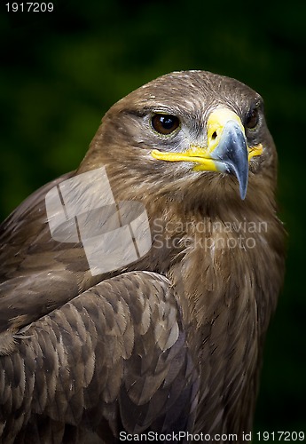 Image of steppe eagle Aquila nipalensis