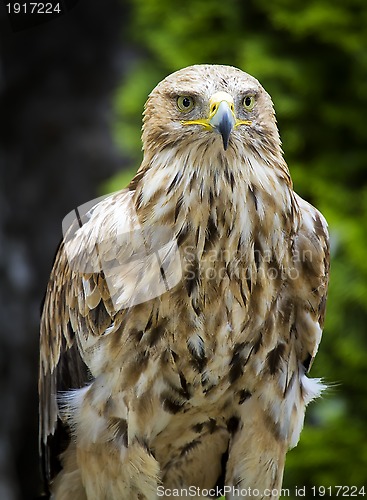 Image of Imperial Eagle Aquila Heliaca