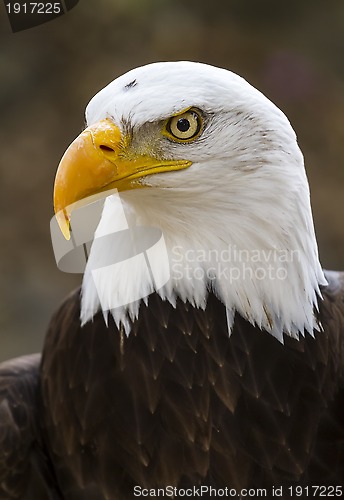 Image of bald eagle. haliaeetus leucocephalus