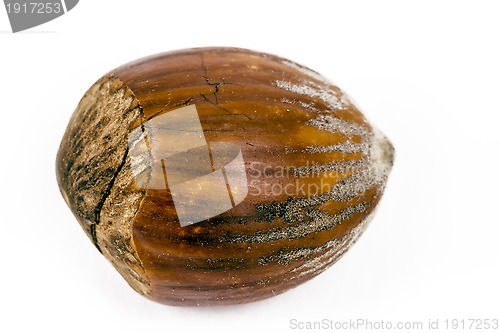 Image of hazelnut