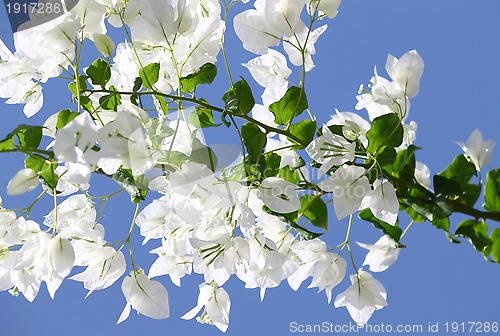 Image of White blooming bougainvilleas against the blue sky 