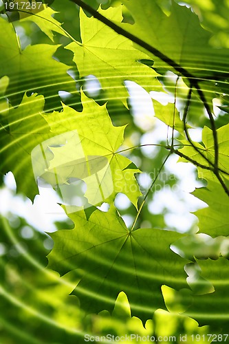 Image of Branch of green maple with water ripples