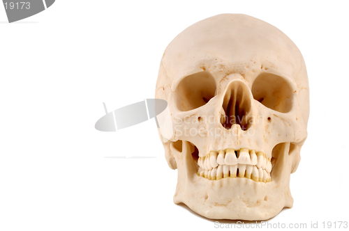 Image of Skull 1-Medical Model