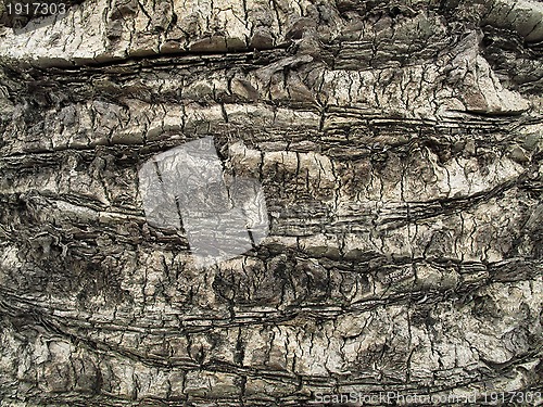 Image of Palm tree trunk close up