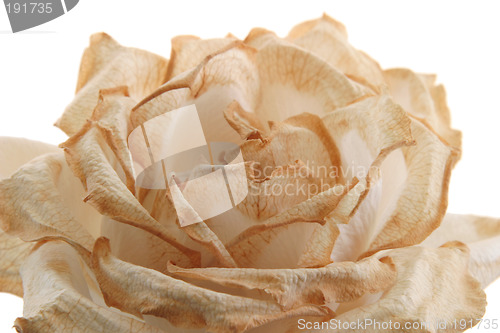 Image of Fading Rose - close-up