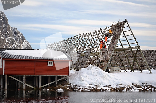 Image of Hanging fish in Lofoten